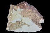 Fossil Pea Crab (Pinnixa) From California - Miocene #74475-1